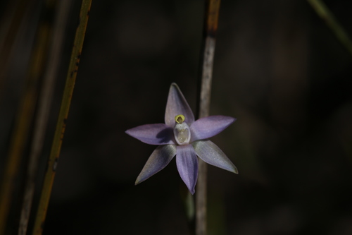 Image of Thelymitra vulgaris by (c) Hugo Innes, some rights reserved (CC BY)