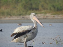 Pelecanus crispus