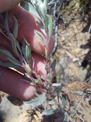Leucospermum wittebergense