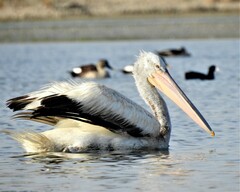 Pelecanus crispus