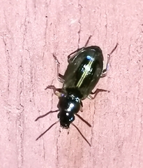 Carabidae