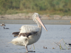 Pelecanus crispus