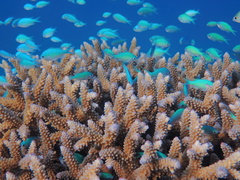 Chromis viridis