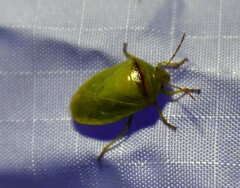 Piezodorus guildinii