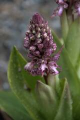 Himantoglossum robertianum