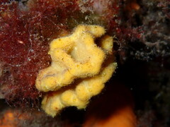 Axinella damicornis