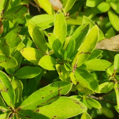 Rhododendron × pulchrum