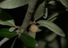 Druon quercuslanigerum