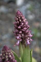 Himantoglossum robertianum