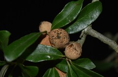 Disholcaspis cinerosa
