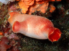 Halocynthia papillosa