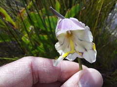Gladiolus patersoniae