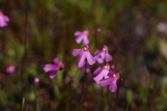 Utricularia multifida