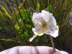 Gladiolus patersoniae