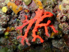 Corallium rubrum