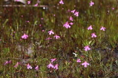 Utricularia multifida