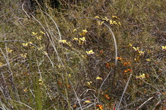 Diuris magnifica