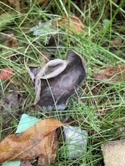 Craterellus cornucopioides
