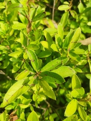 Rhododendron × pulchrum