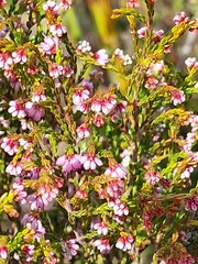 Erica rosacea