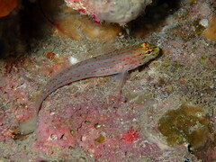 Gobius xanthocephalus