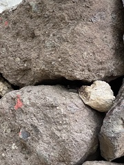 Gallotia stehlini
