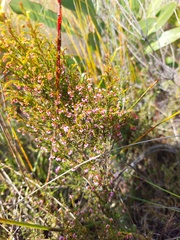 Erica rosacea