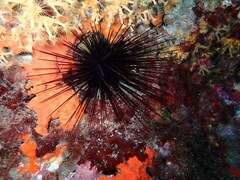 Centrostephanus longispinus