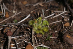 Drosera glanduligera