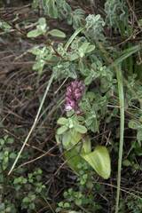 Himantoglossum robertianum