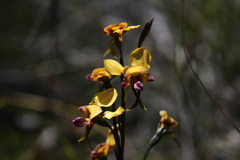 Diuris magnifica