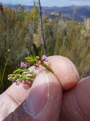 Erica rosacea