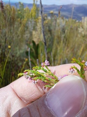 Erica rosacea