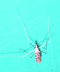 Erioptera