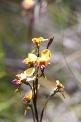Diuris magnifica
