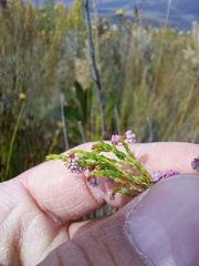 Erica rosacea