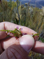 Erica rosacea