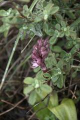 Himantoglossum robertianum