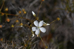 Drosera macrantha