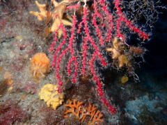 Alcyonium coralloides