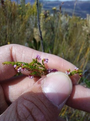 Erica rosacea