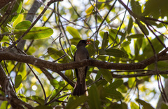 Hypsipetes madagascariensis