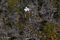 Drosera macrantha