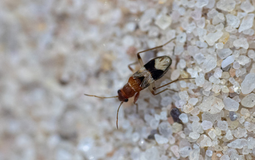 Peramada Insect Genus Perimeda · iNaturalist