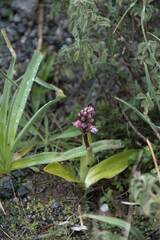 Himantoglossum robertianum