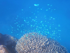 Chromis viridis