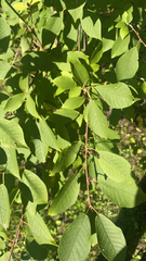 Prunus padus