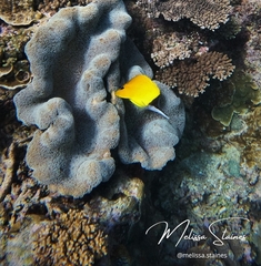 Forcipiger flavissimus