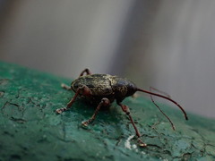 Curculio glandium