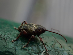 Curculio glandium
